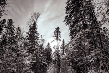 Kar - kış parkında ağaçlarla kaplı