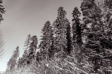 Ağaçlı karlı orman