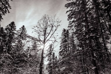 Kar - ormandaki ağaçlar, kış manzarası