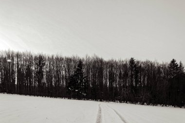 Soğuk bir kardaki kış ormanı, Rusya