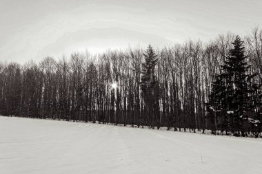 Kış ormanı karla kaplı