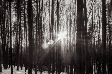 Güzel kış ormanı manzarası.