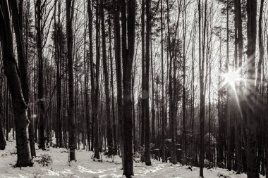 Ormanda kışın çam ağaçları.