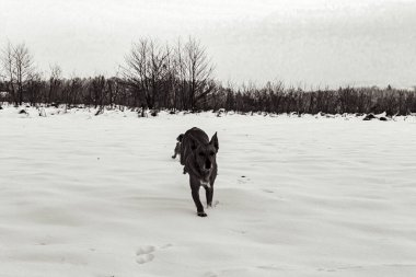 Kışın siyah beyaz köpekler