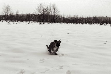 Karda siyah beyaz bir köpek