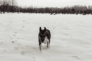 Kışın kar yağan köpek