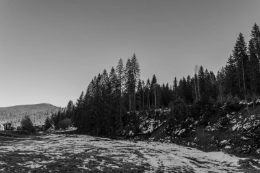 Arka planda ağaçlar olan kayalık bir ormanın güzel bir görüntüsü.