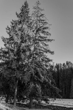 Ormanın siyah beyaz resmi