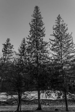 Karla kaplı ağaçlarla kaplı kış manzarası