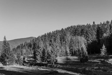 Ağaçlar ve ormanlarla dolu güzel bir manzara.