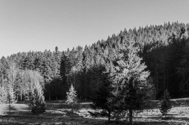 bir çam ormanının siyah beyaz fotoğrafı