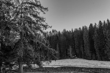 Kışın tahta çitli bir ormanın siyah beyaz fotoğrafı.