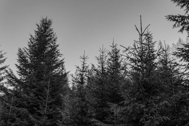 Kış orman manzarası. Kar altında uzun ağaçlar. Parkın dondurucu soğuk günü.