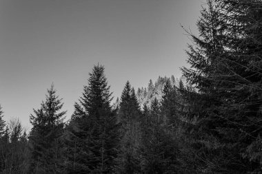 Ormandaki bir ağacın siyah beyaz fotoğrafı.