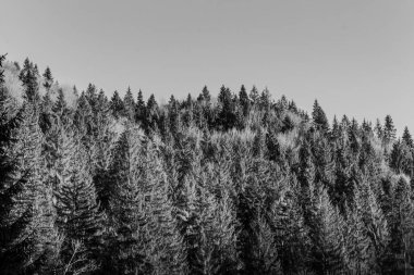 Siyah ve beyaz kış karı - ağaçlarla kaplı