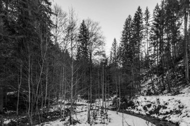 Karla kaplı bir ormanın siyah beyaz görüntüsü