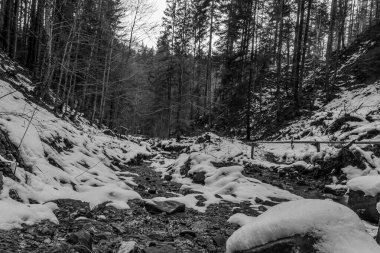 Ormandaki bir nehrin dikey görüntüsü.