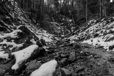 Dağlardaki ormanın yakın çekim görüntüsü.