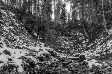 Ormandaki nehrin siyah beyaz fotoğrafı.