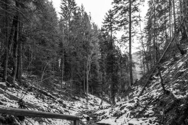 Kışın ağaçlı bir dağ yolunun siyah beyaz fotoğrafı.