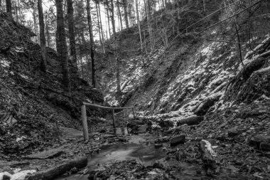 Ormanın güzel manzarası