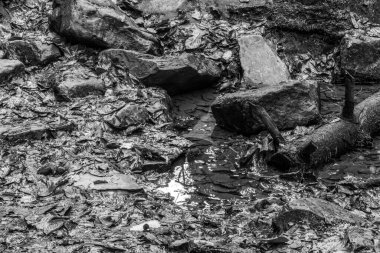 Ormandaki kayaların arasından akan nehrin dikey ölçeği.