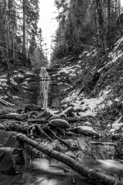 Siyah beyaz ormandaki ormanda güzel bir şelale. siyah beyaz fotoğraf.