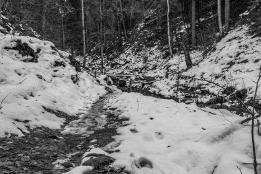 Dağlarda kış ormanı