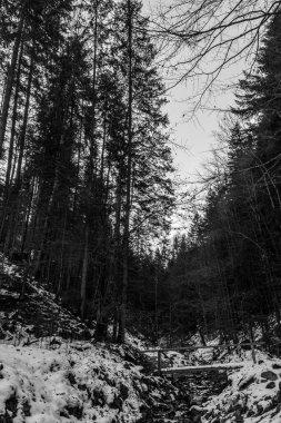 Kışın Karpat Dağlarının güzel manzarası