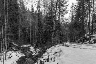 Dağlardaki kış manzarası, kar- kaplanmış orman, siyah ve beyaz.
