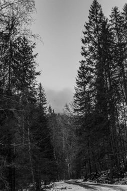 Uzakta karlı bir ormanın dikey görüntüsü.