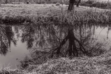 Göl kıyısında güzel sonbahar ağaçları