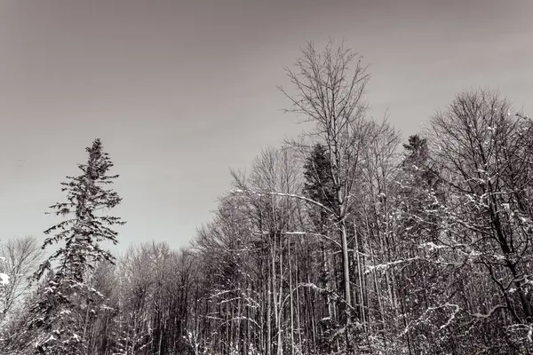 Ormanda kış manzarası