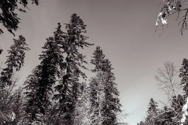 Dağlarda kış ormanı