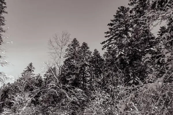 Dağlarda kış manzarası