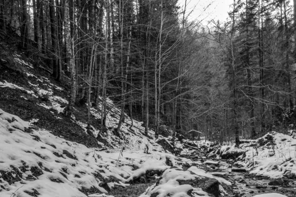 Karla kaplı ağaçlarla kaplı kış manzarası