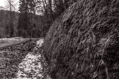 bir ormanın siyah ve beyaz manzarası