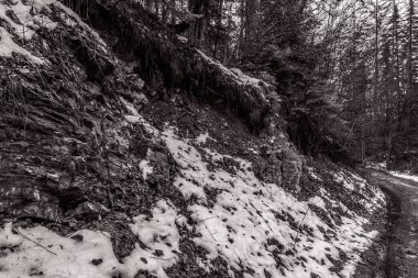 Karla kaplı ağaçlarla kaplı kış manzarası