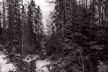 Karda ağaçlar olan kış manzarası. Ormanda kış manzarası