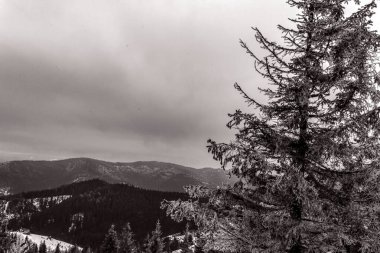 Dağlardaki bulutlu gökyüzünün altındaki bir ağacın gri görüntüsü.
