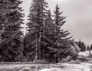 Dağlardaki güzel kış ormanı. Karpat Dağları, Ukrayna