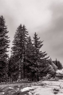 kış manzara orman ağaçları ile