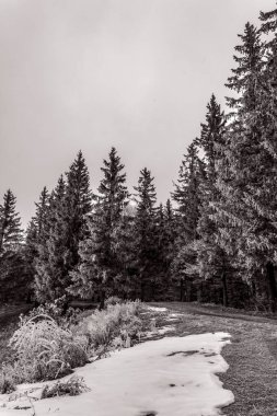 Gün boyunca ormandaki bir ağacın dikey görüntüsü.