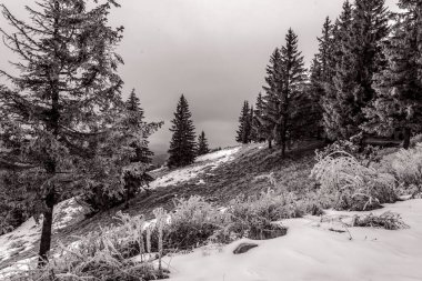 Karla kaplı ağaçlarla kaplı kış ormanı