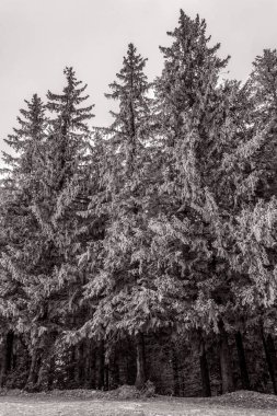 Kara orman ve kar - ağaçlarla kaplı