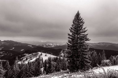 Kışın ağaçlarla kaplı dağların güzel bir görüntüsü.