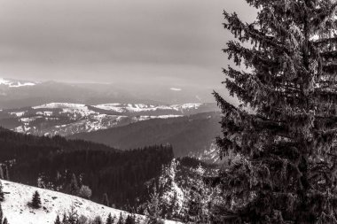 Karpat Dağları 'ndaki kış ormanı, Romanya