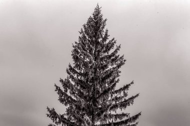 Ormandaki çam ağacı.