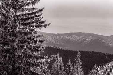 Ormandaki çam ağaçları