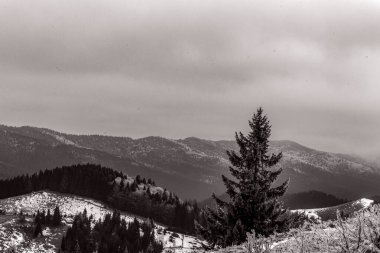 Sonbahar ormanındaki Karpatlar. Dağlardaki Karpatların siyah beyaz fotoğrafı.